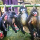 bushmeat in Myanmar