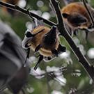 bats in cambodia