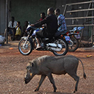 warthog in community