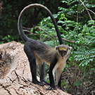 Mona monkey in Ghana