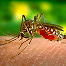 aedes aegypti