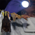 rwanda coronavirus