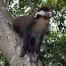 wolf's guenon monkey