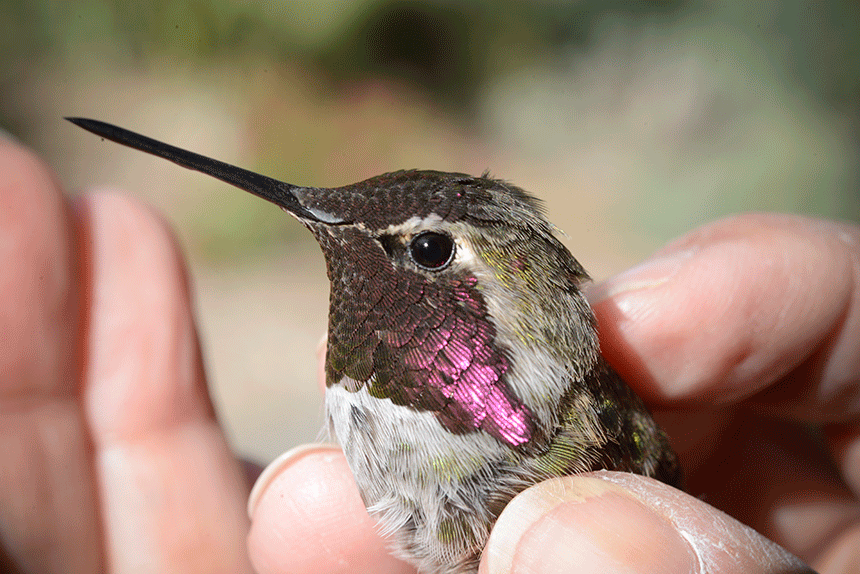 hummingbird