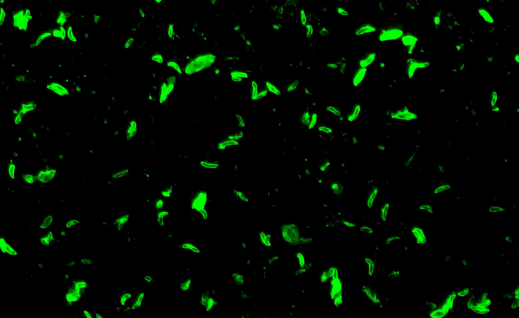 Sea otter serum sample testing positive for Sarcocystis neurona