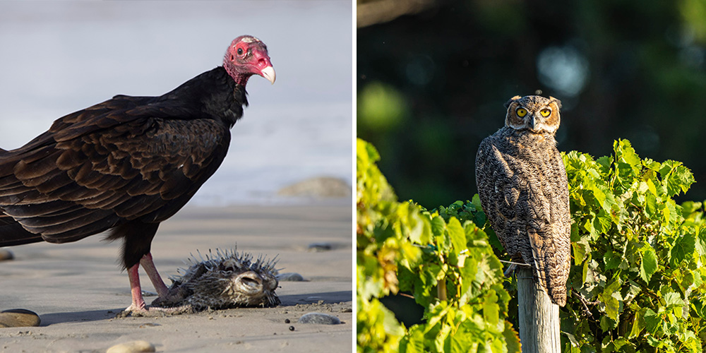turkey vulture and great horned owl