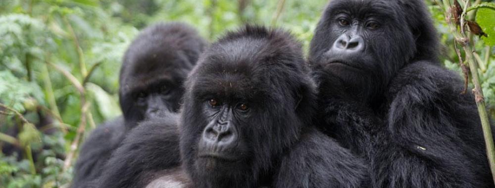 Three mountain gorillas