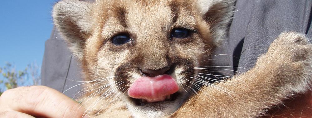 mountain lion cub tongue