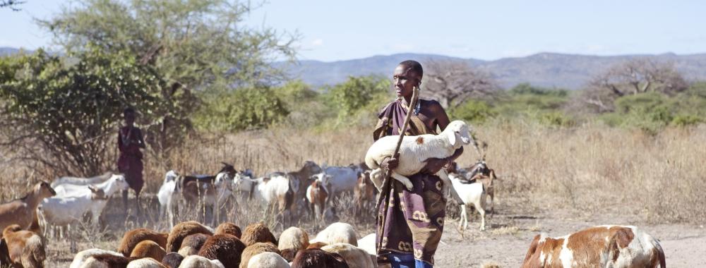 maasai farmer with livestock
