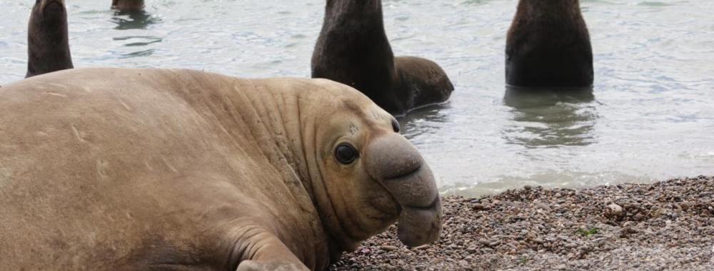 elephant seal in peninsula valdes