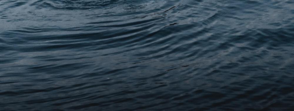 lone otter