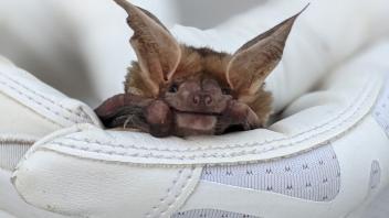 bat