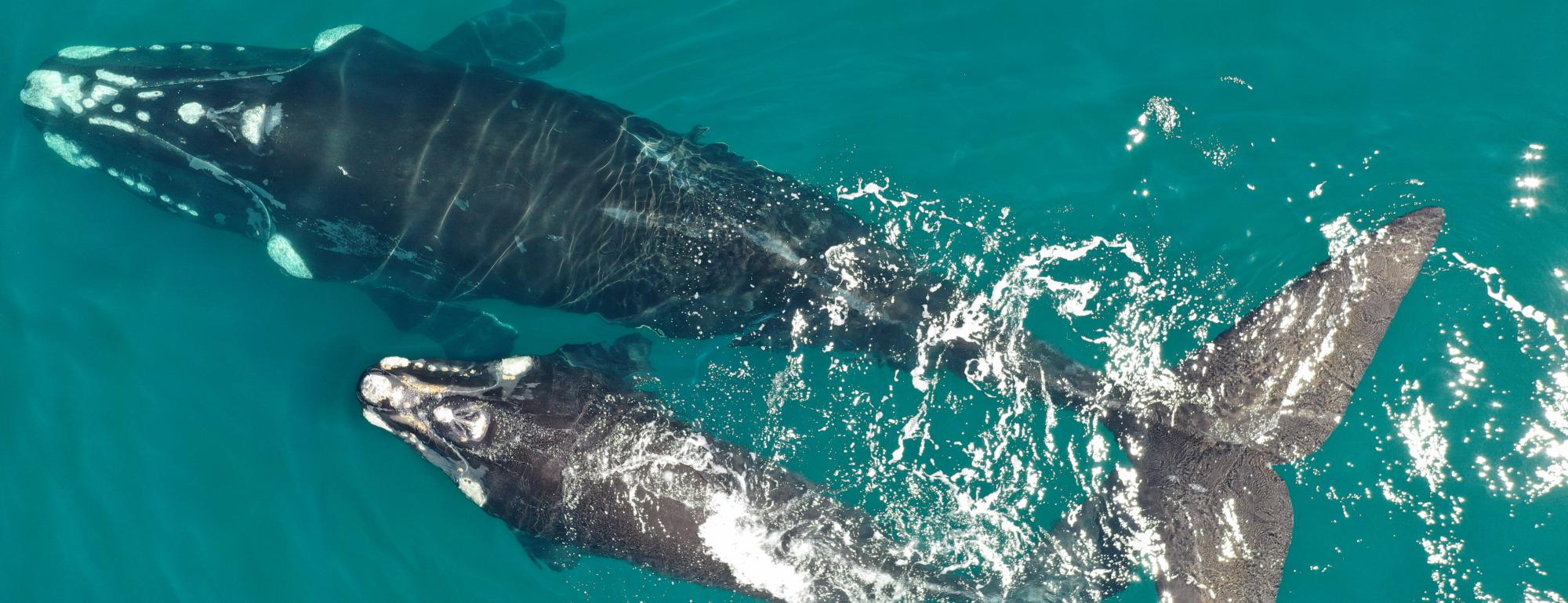 southern right whale monitoring