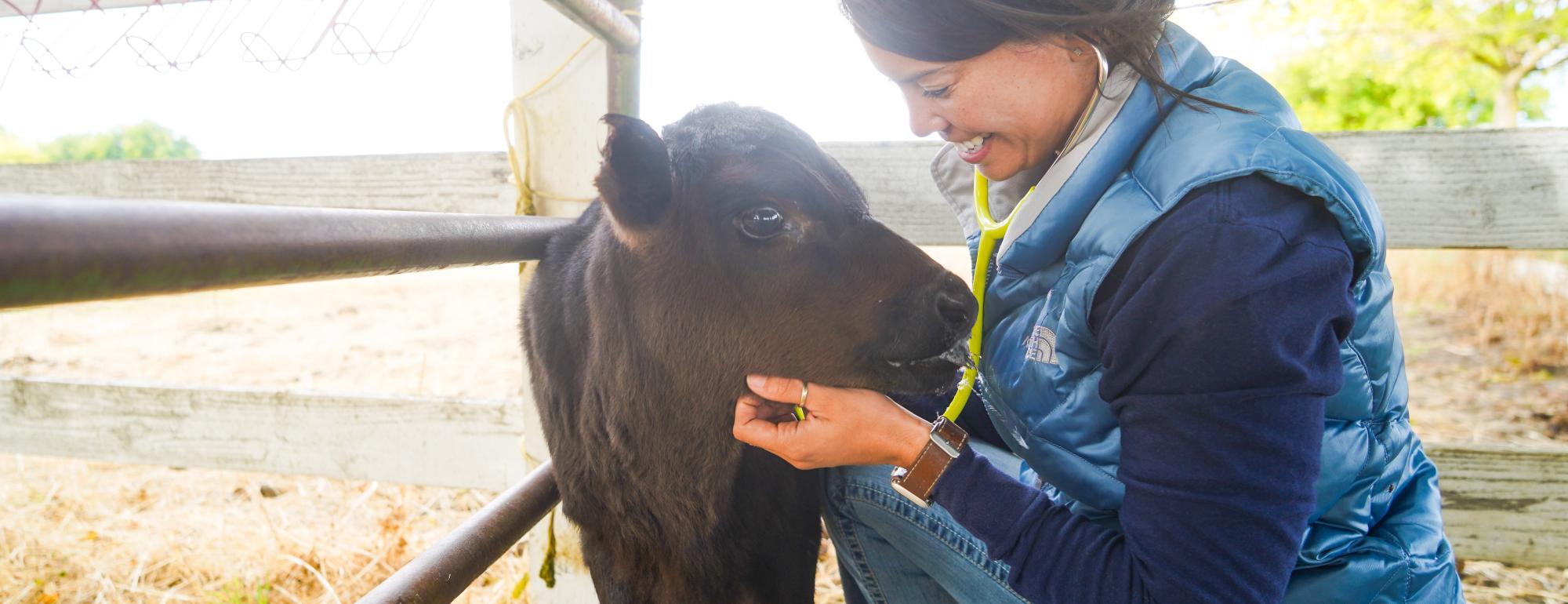 Briana Hamamoto performing exam on a calf