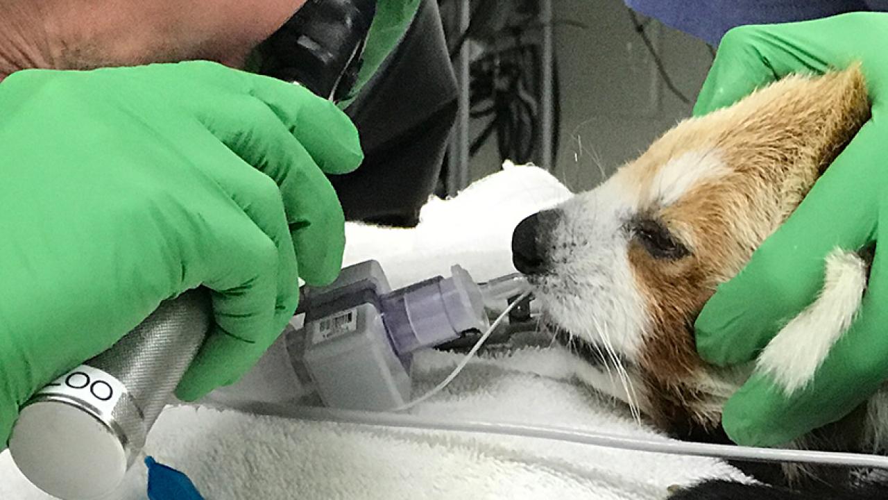 Zoological Medicine Service School of Veterinary Medicine