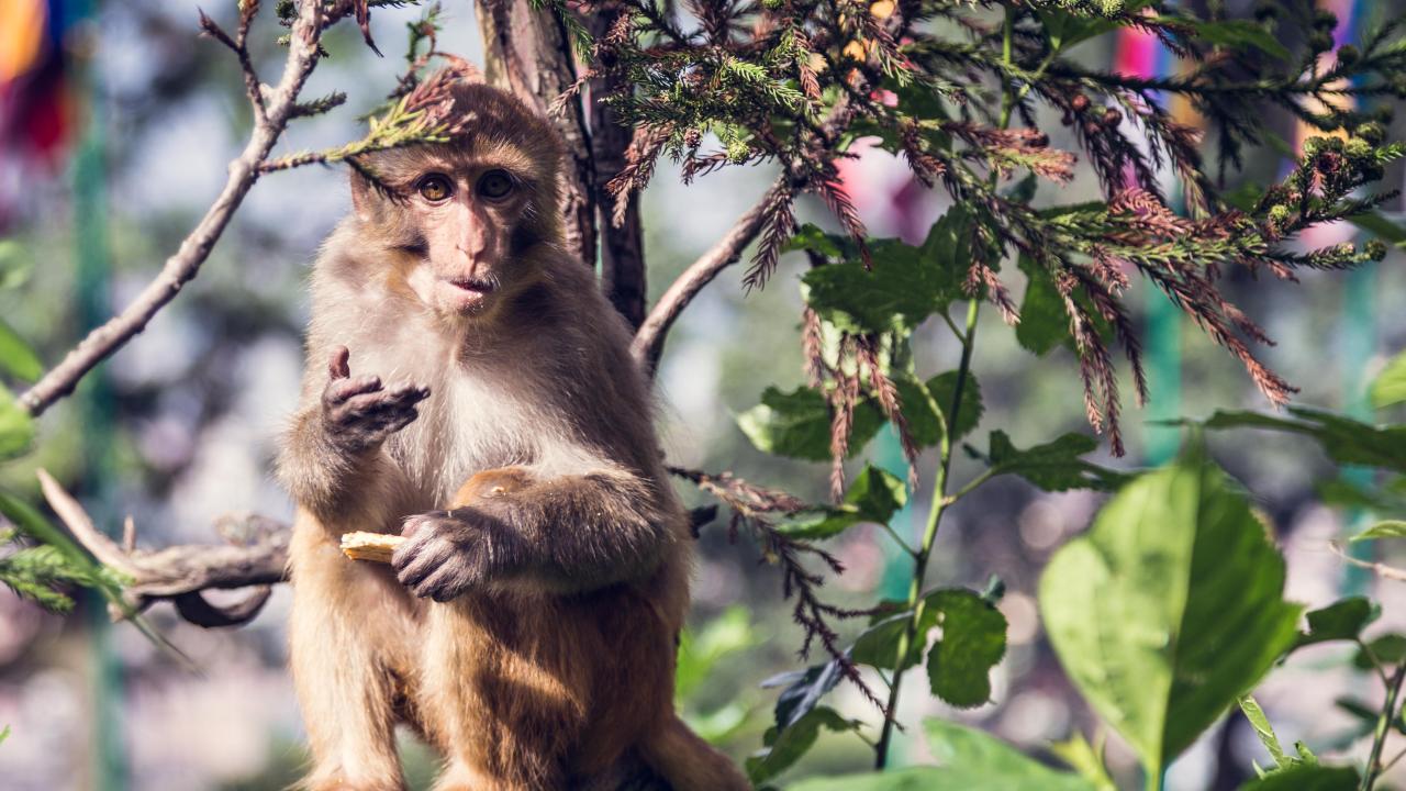 macaque