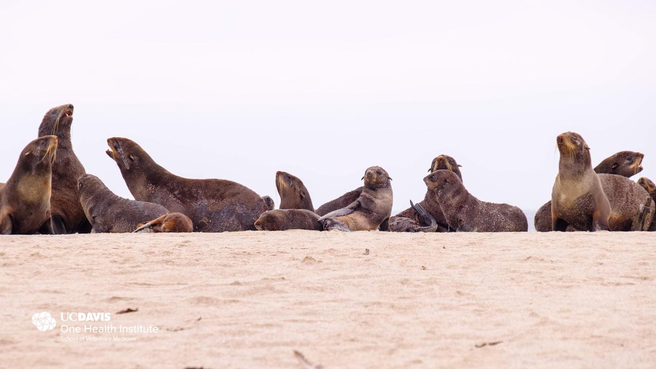 fur seals