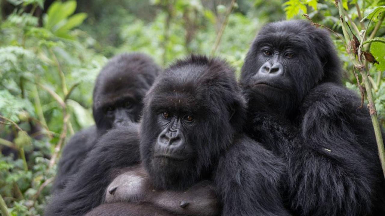Mountain Gorillas Have Herpes Virus Similar To That Found In