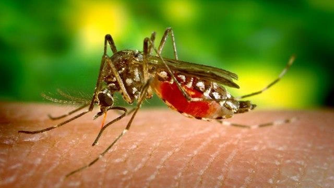 Aedes aegypti is a mosquito that can cause yellow fever. UC Davis scientists developed a map of where flaviviruses — those spread by mosquitoes and ticks — are likely to emerge. (James Gathany - CDC - PHIL, Public Domain, Wikipedia Commons) Aedes aegypti, mosquito