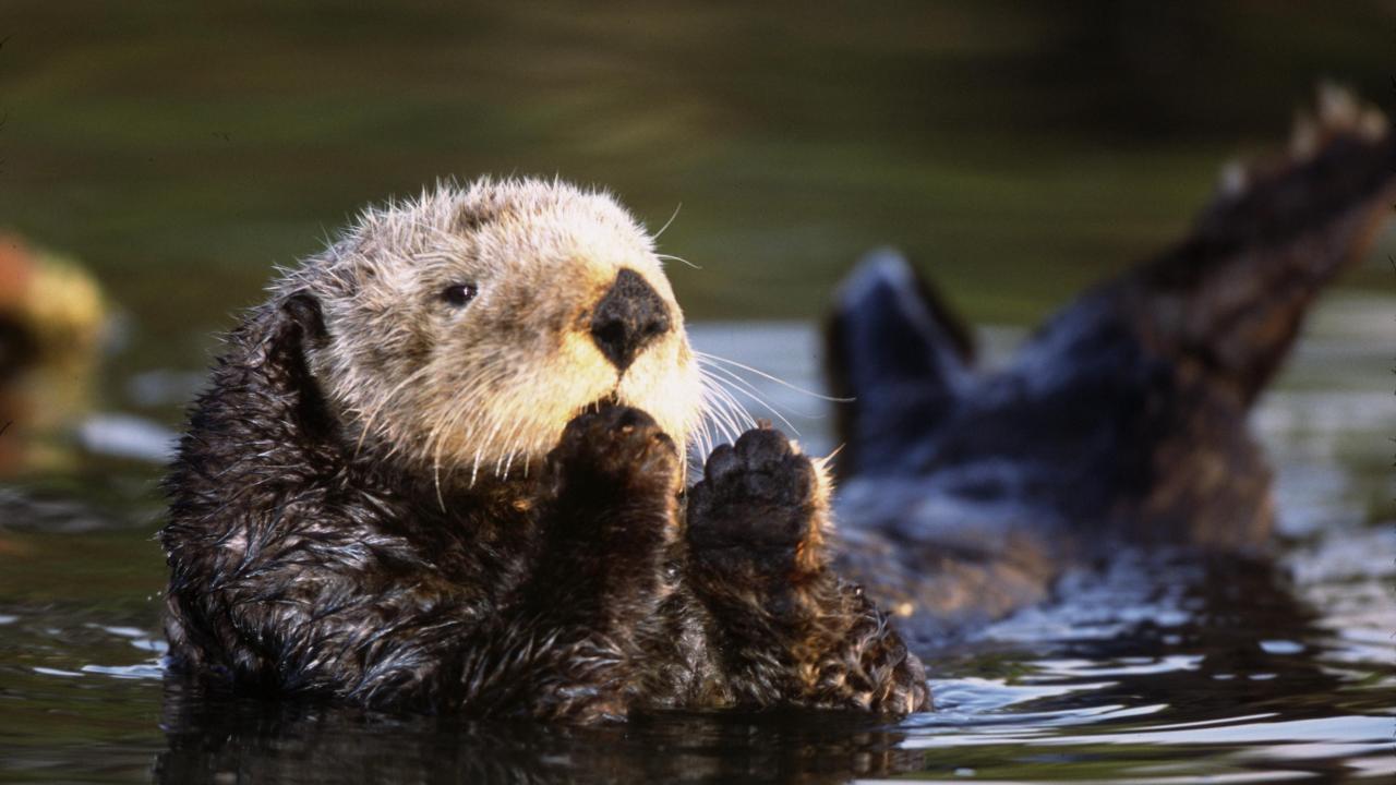 Southern sea otter (Bryant Austin) Sea otter