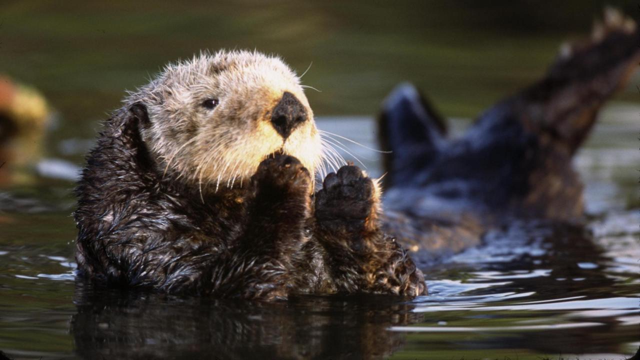 Sea otter