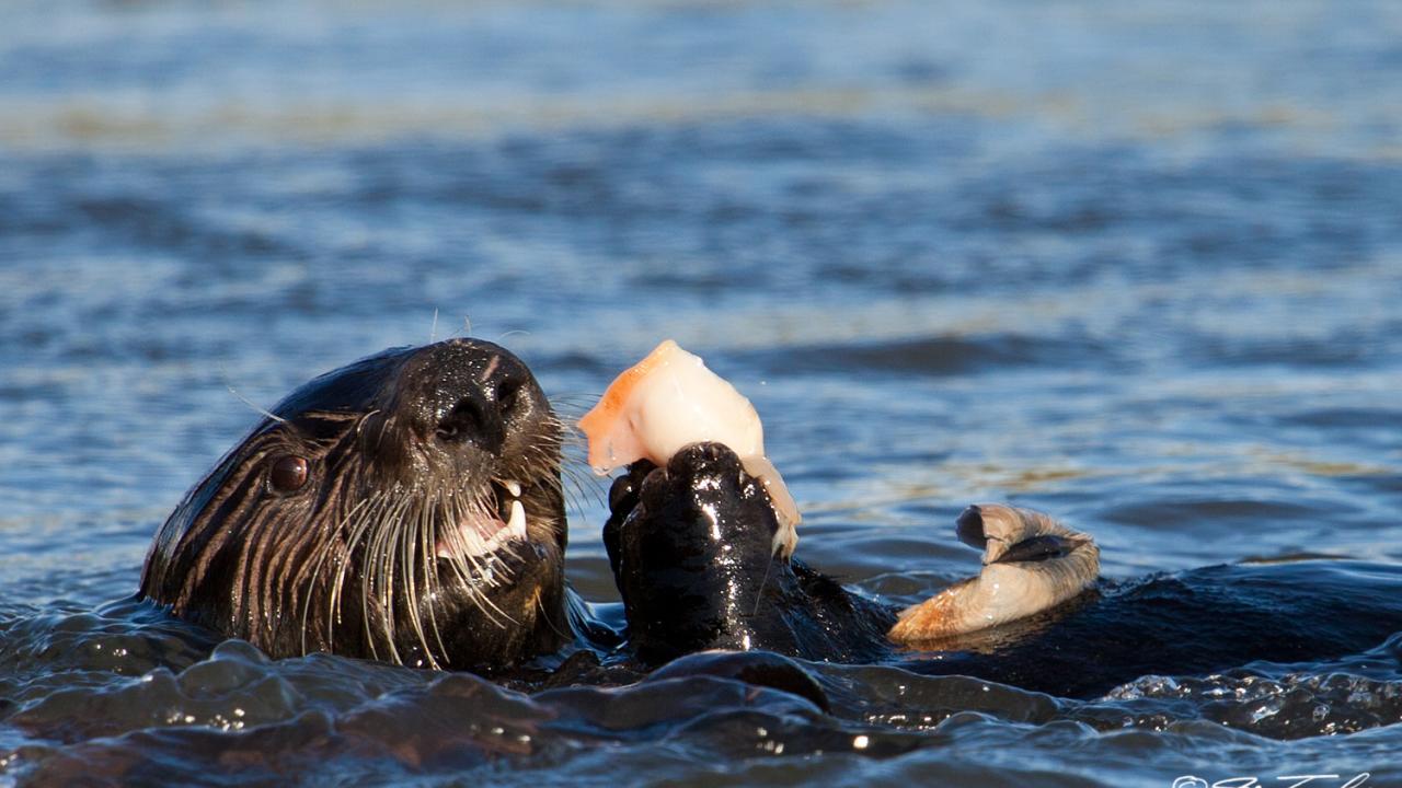 Otter eating a clam