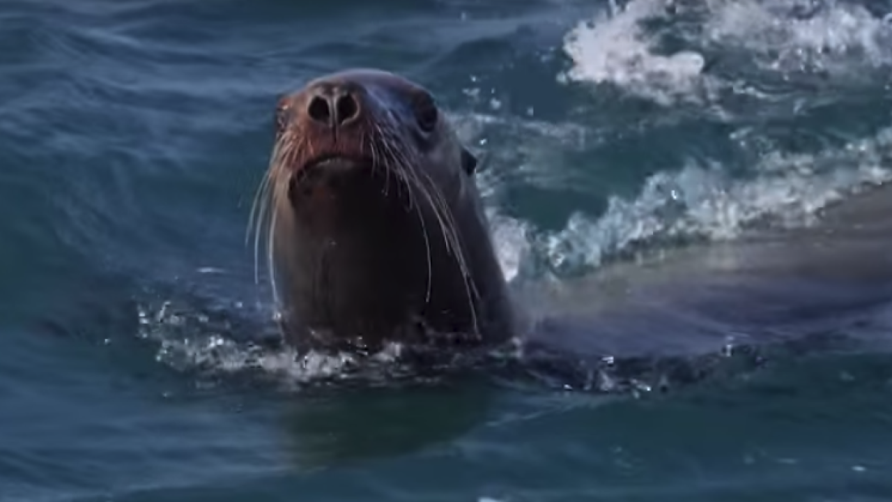 Steller sea lion