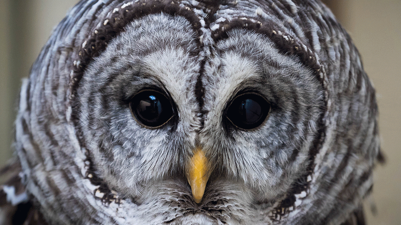 Tadita, a barred owl, is an educational ambassador at the California Raptor Center. (Billy Thein) barred owl