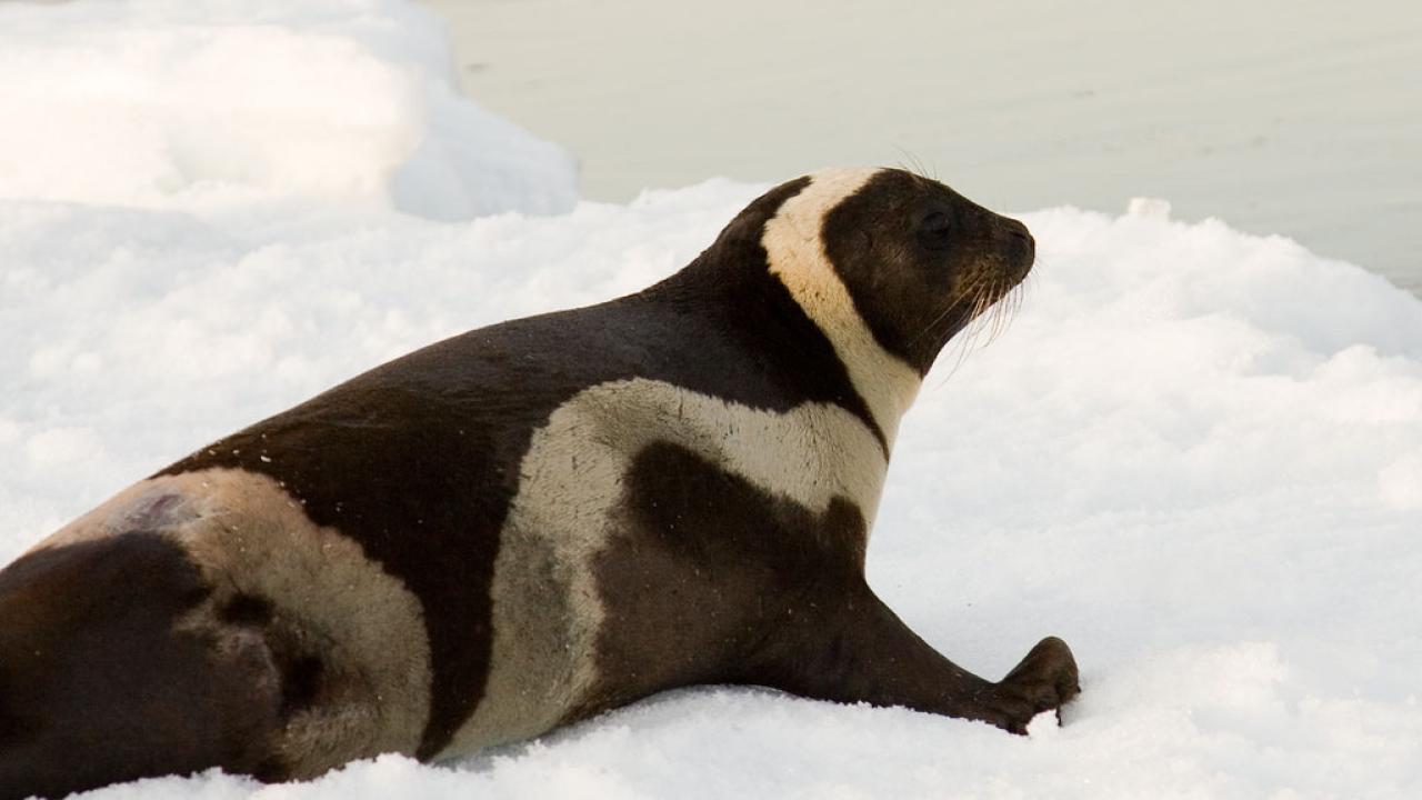 Ribbon seal
