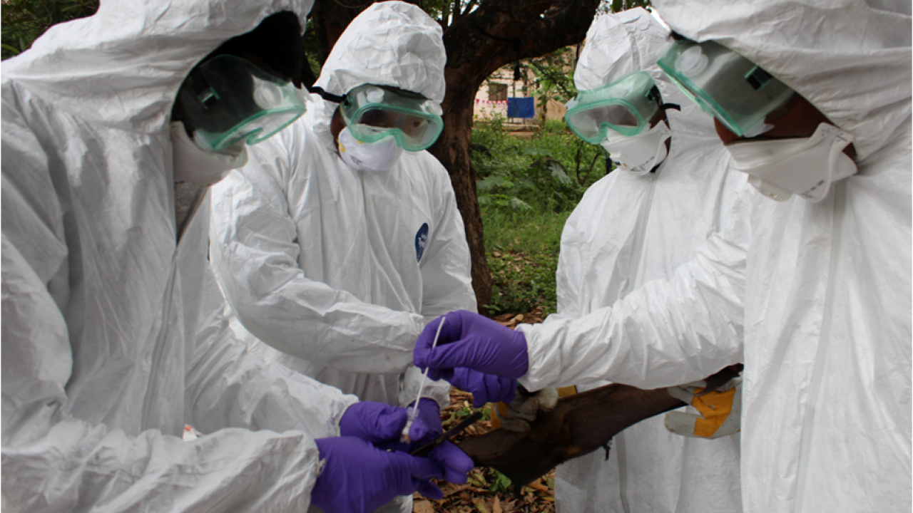 Training on bat capturing and sampling in Ethiopia
