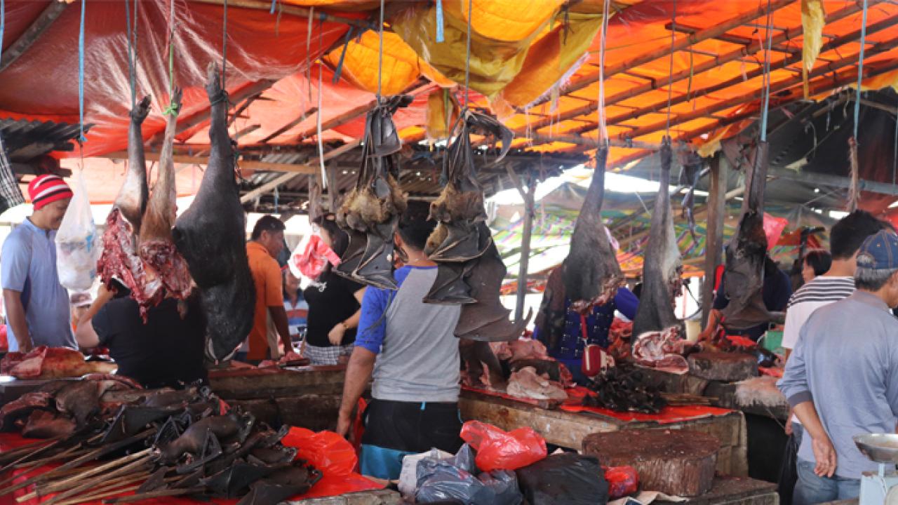 Bats hanging in Indonesian Market