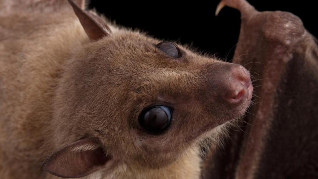Scientists detected Marburg virus in five Egyptian fruit bats, like this one, in Sierra Leone. (Getty) Egyptian fruit bat or rousette