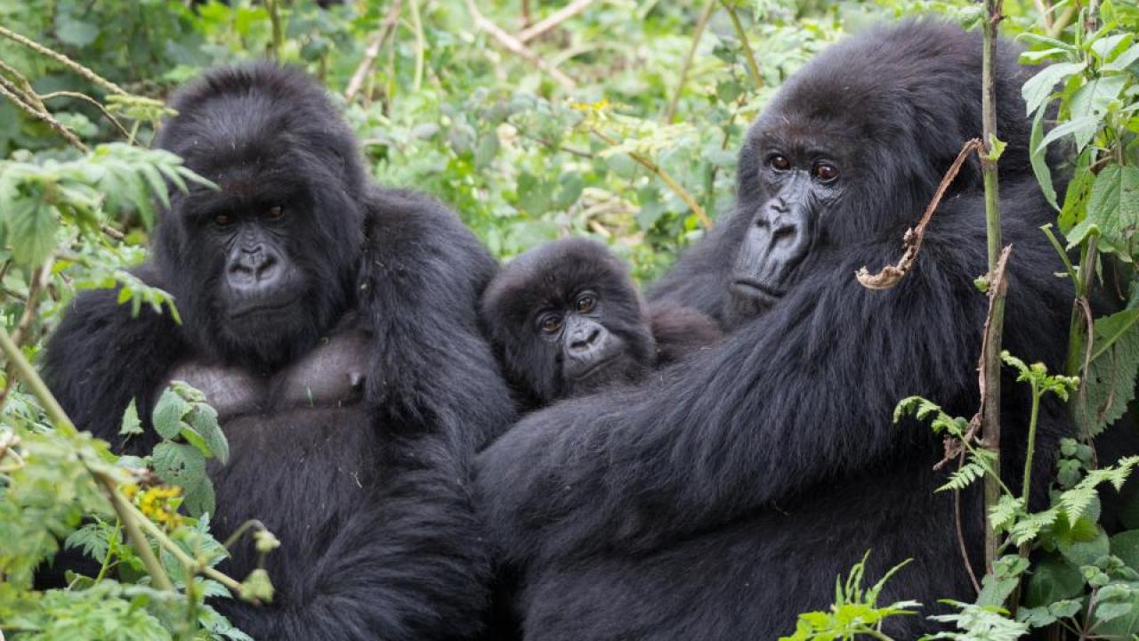 A family of mountain gorillas in Volcanoes National Park, Rwanda. Credit: Tierra Smiley Evans/UC Davis A family of mountain gorillas in Rwanda