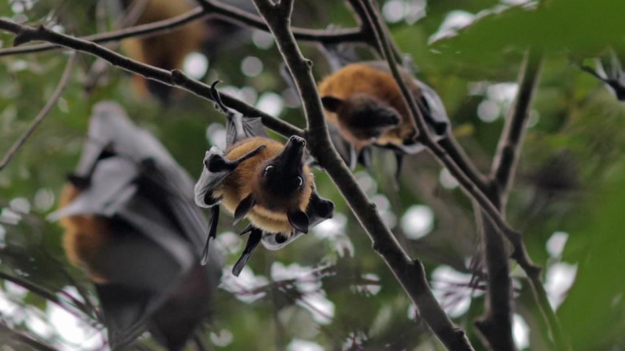 Bats, called Lyle's flying foxes, hang from a tree in Cambodia. Bat viruses can spill over into humans, resulting in new emerging diseases. (Kathy West/UC Davis One Health Institute) Lyle's flying foxes bats