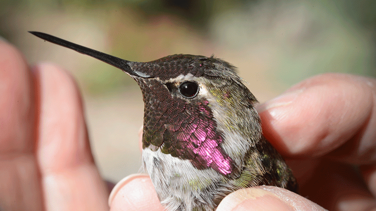 Hummingbird in hand