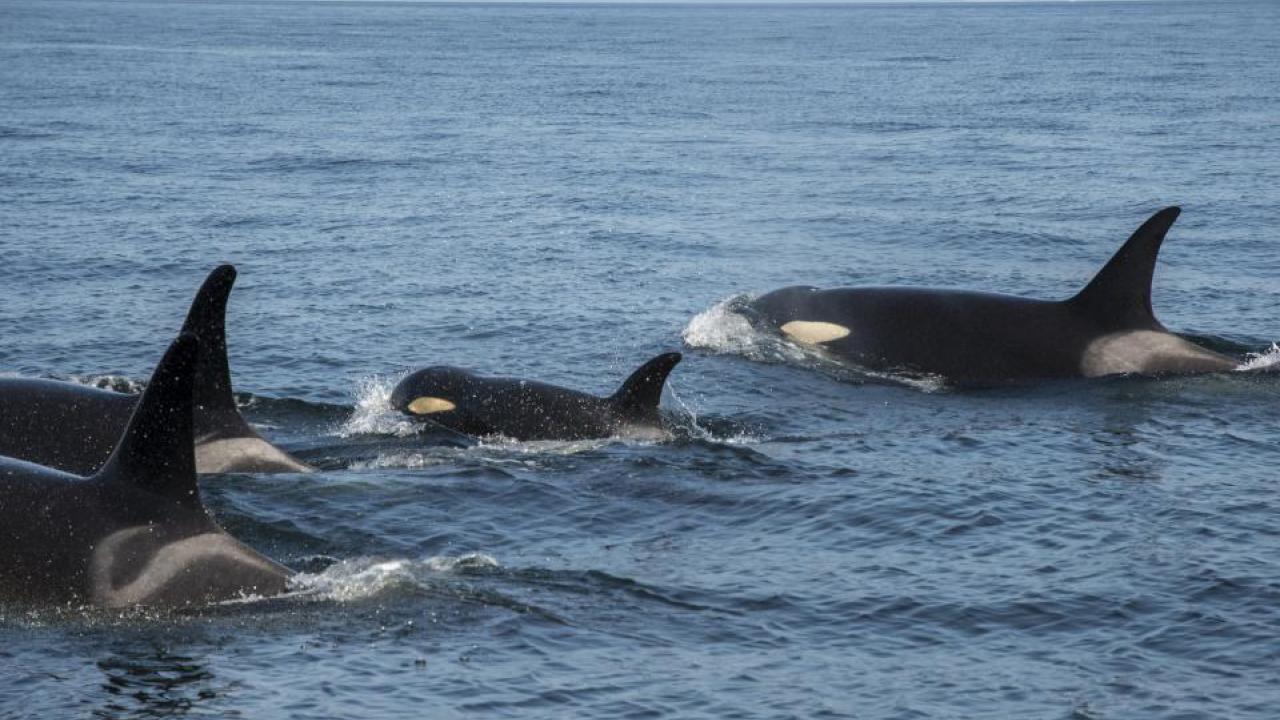 J50, or Scarlet, a southern resident killer whale in the Salish Sea, keeps up with her family in August 2018. (Katy Foster/NOAA Fisheries) A pod of Southern Resident killer whales, including J50, in August 2018