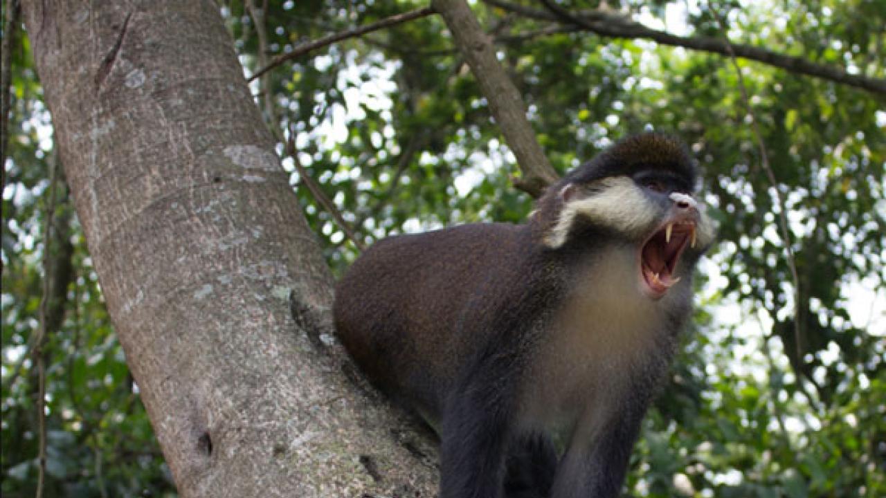 Risk factors for filovirus exposure in southwestern Uganda include contact with nonhuman primates, like this red-tailed guenon, duiker antelope and cane rats. (courtesy/Tierra Smiley Evans) Red-tailed Guenon