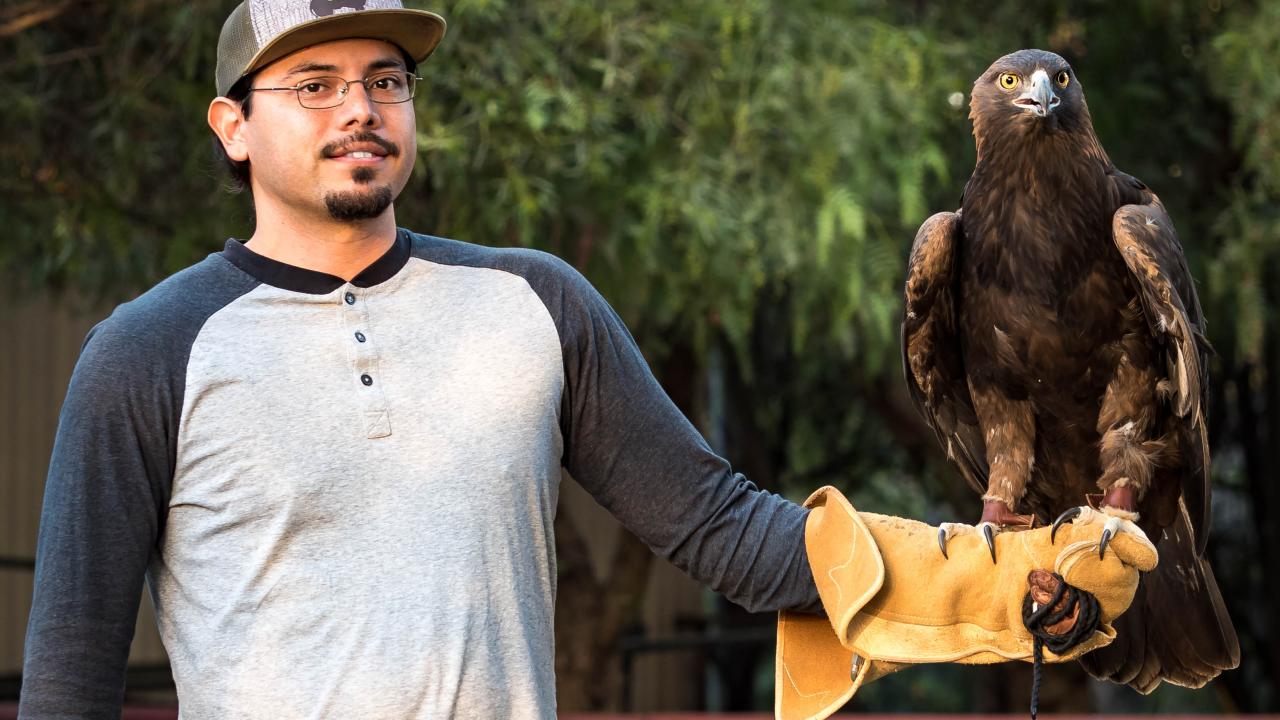 Volunteer with Sullivan the golden eagle on glove