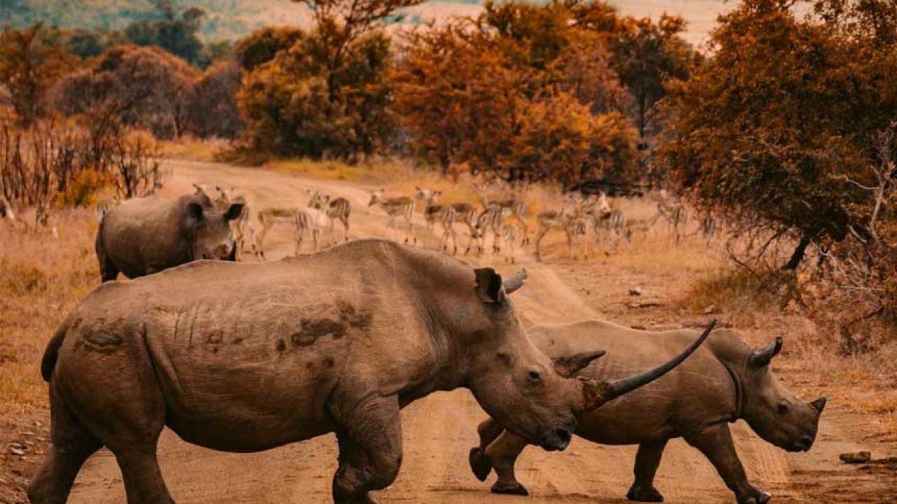 3 rhinos walking on farm road