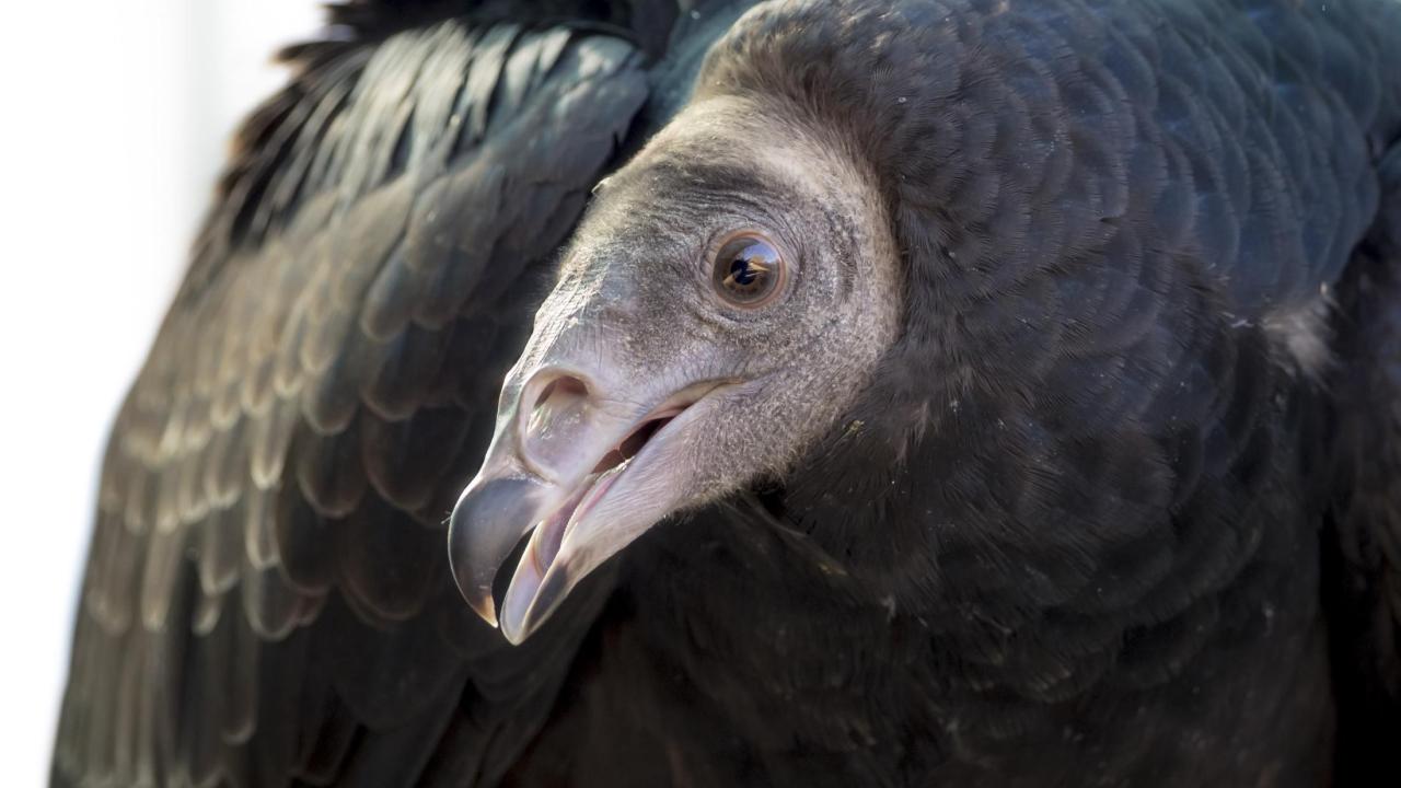 juvenile turkey vulture