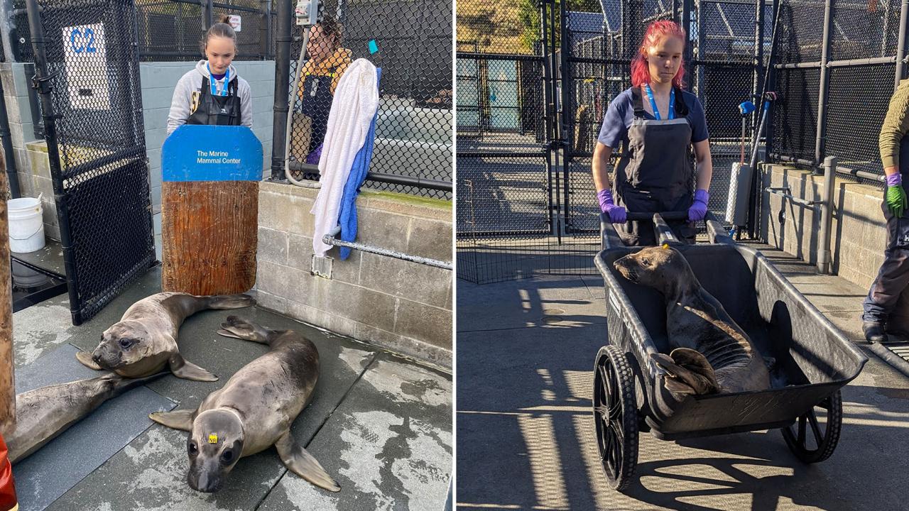 wildlife health youth fellows 2024 at the marine mammal center