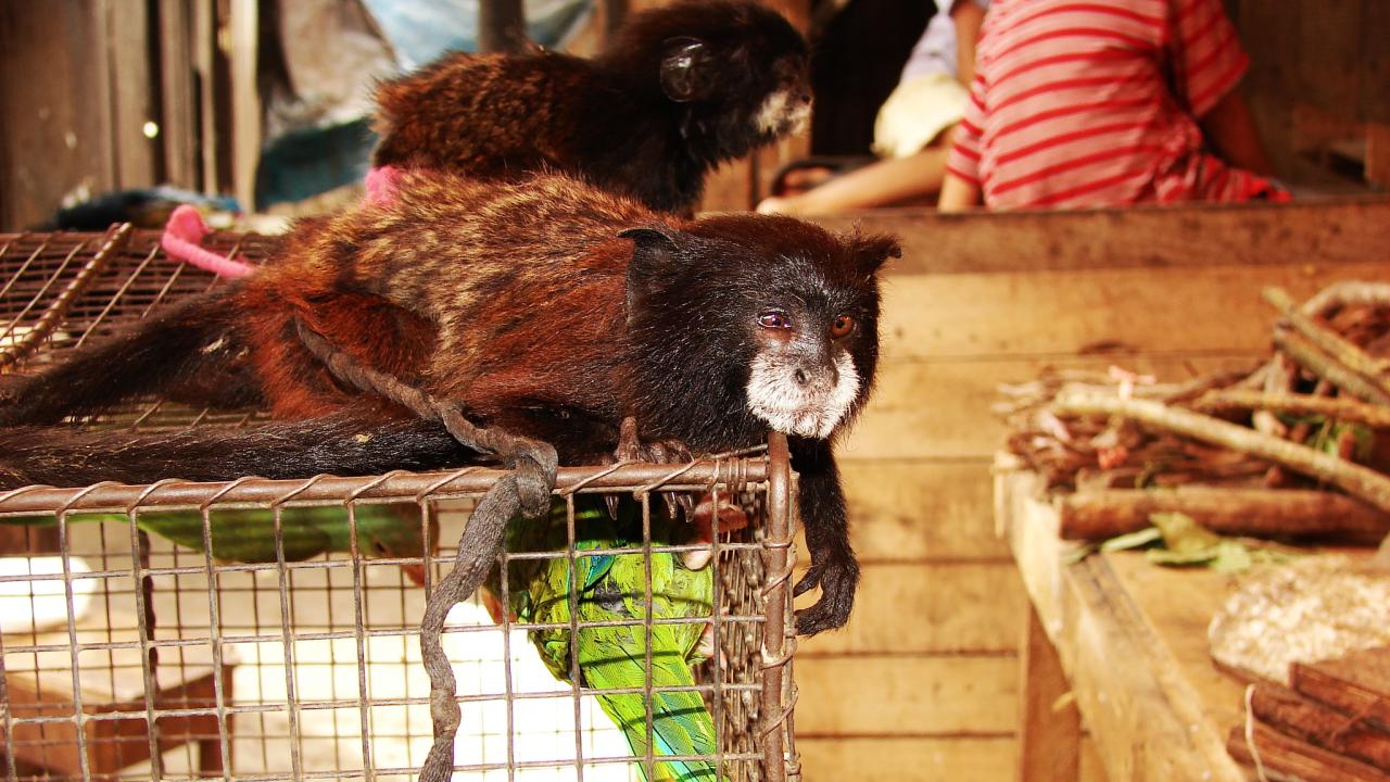 primate being sold at wildlife market in Peru