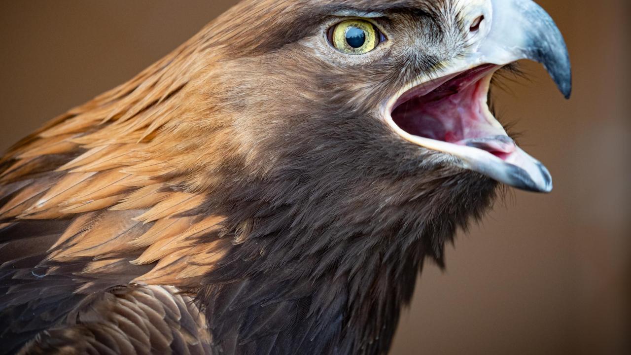 Fuzzy the golden eagle