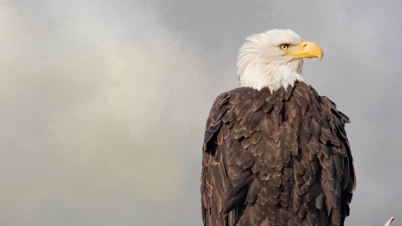 bald eagle