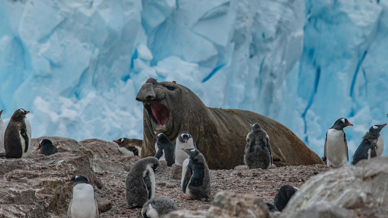elephant seal surrounded by penguins