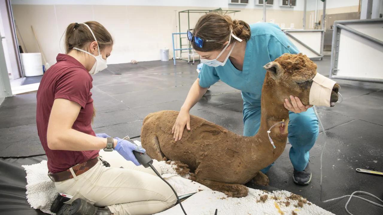 alpaca receives care after the LNU lightning complex fire