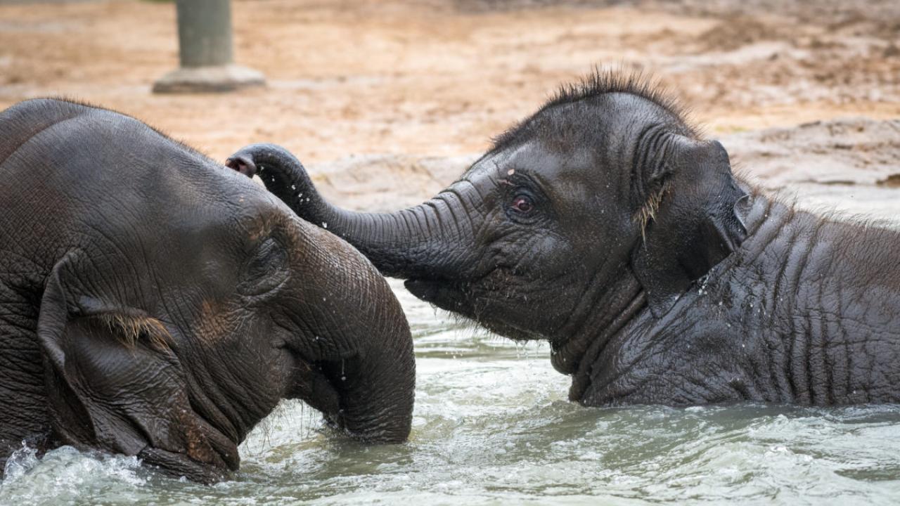 baby asian elephant