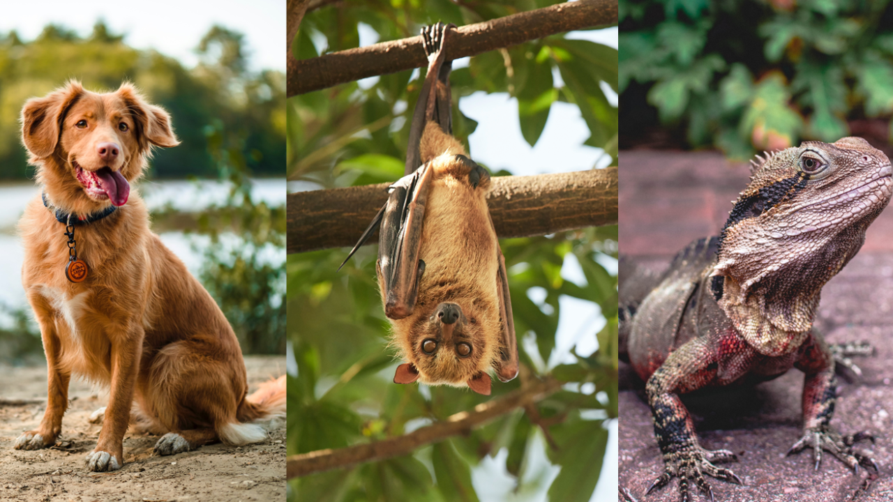 animal triptych