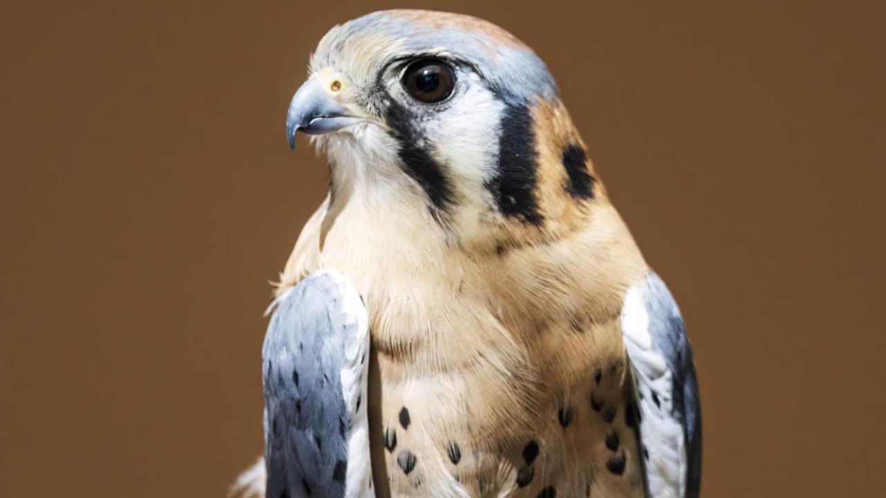 Apollo the American kestrel