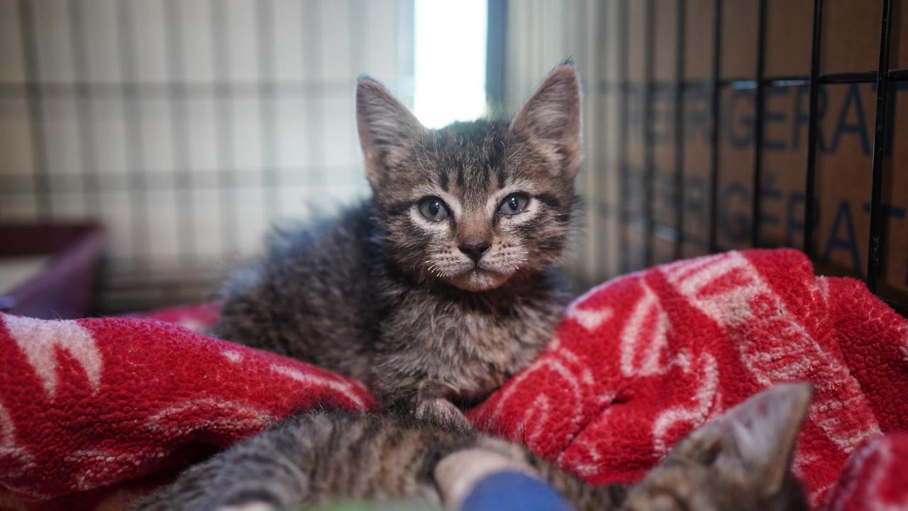 young kitten with singed whiskers recovered from 2024 Park Fire